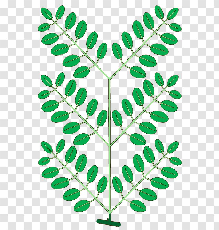 Leaf Branch Phyllotaxis NEET Plant Stem Transparent PNG