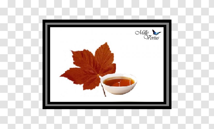 Maple Syrup Juice Sports & Energy Drinks - Drink Transparent PNG