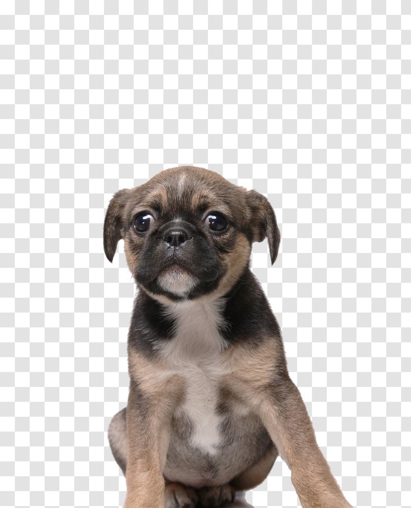 Puggle Toy Bulldog Puppy Dog Breed - Dog,puppy,pet,animal Transparent PNG