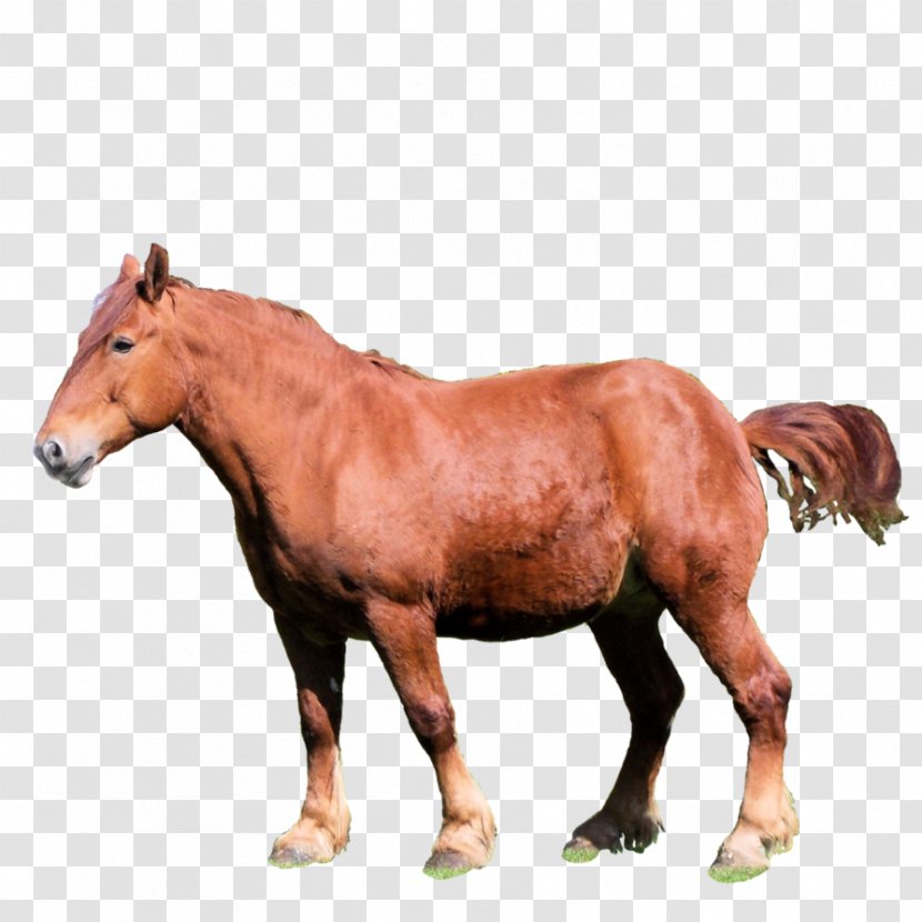 Mustang Mare Stallion Rein Halter - Suffolk Punch Transparent PNG