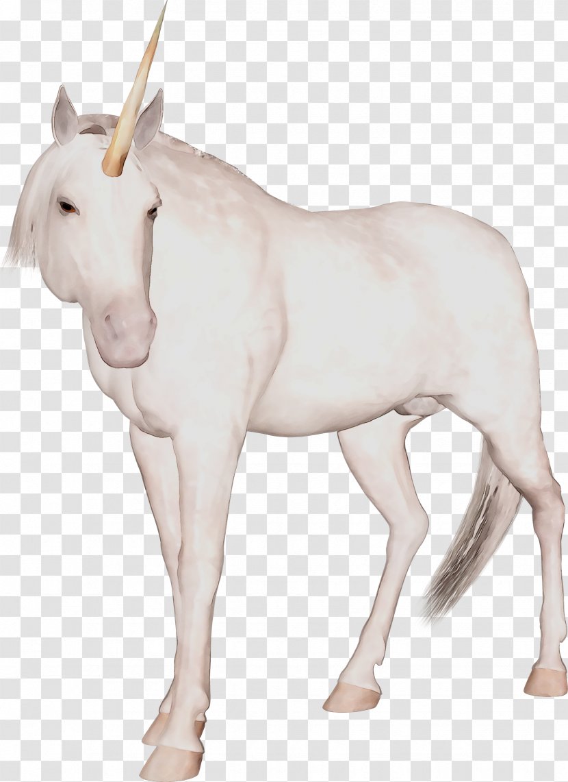 Mule Mare Mustang Foal Stallion - Neck Transparent PNG