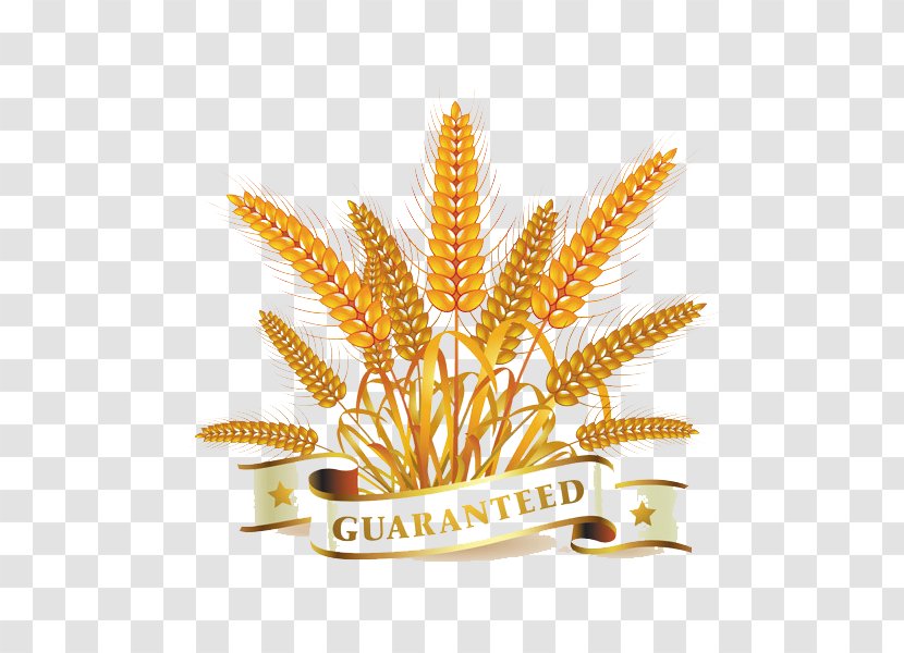 Wheat Download Clip Art - Free Content - Vector Material Ribbon Background Transparent PNG