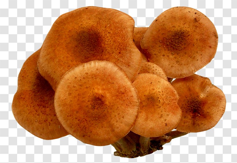 Ice Cream Mushroom - Food Transparent PNG