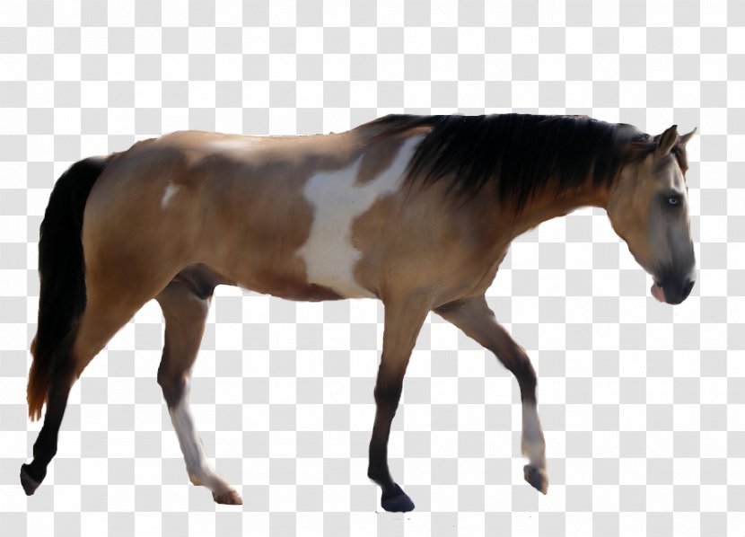 American Paint Horse Mustang Foal Mare Stallion Transparent PNG