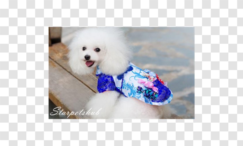 Dog Breed Miniature Poodle Toy Puppy Maltese Transparent PNG
