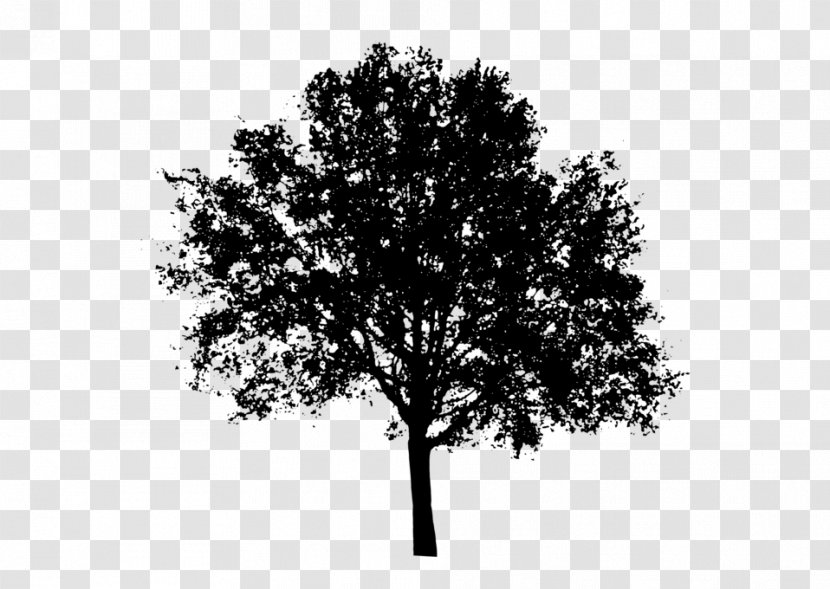 Tree Oak Populus Nigra Clip Art - Woody Plant Transparent PNG