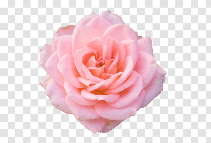 Rose Flower Desktop Wallpaper Clip Art - Camellia - Mothers Day Gift Transparent PNG