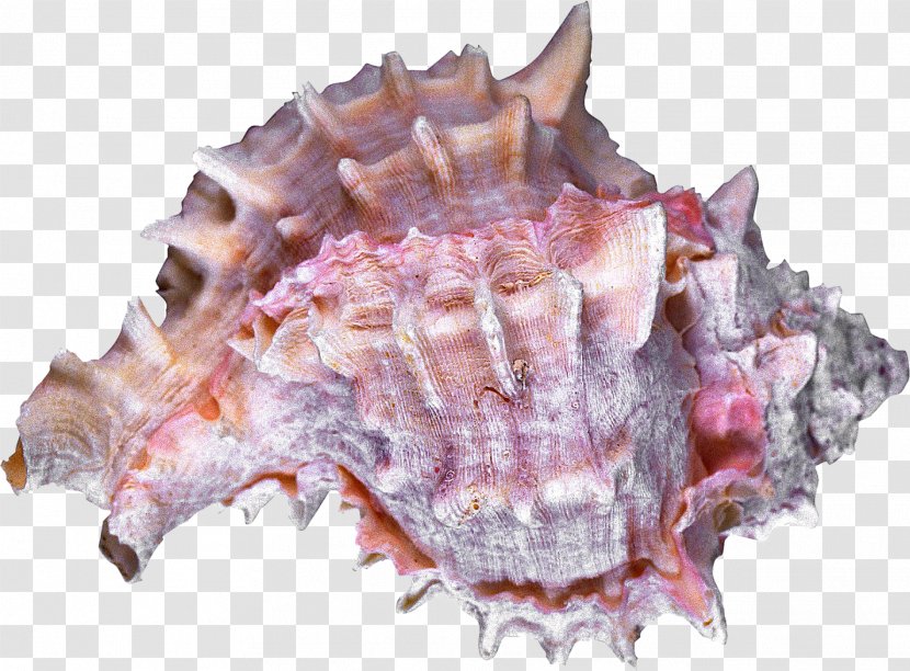 Sea Snail Seashell Conchology Cockle - Animal Product - Shells Transparent PNG