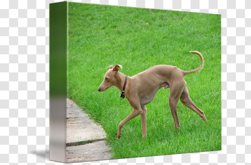 Italian Greyhound Sloughi Polish Whippet - Dog Sports Transparent PNG