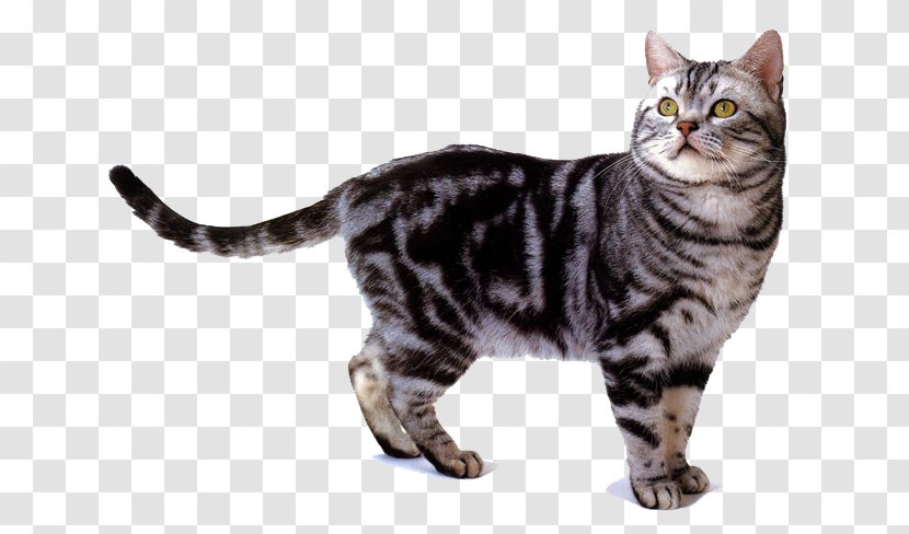 American Shorthair British Oriental Cornish Rex Burmese Cat - California Spangled - Race Transparent PNG