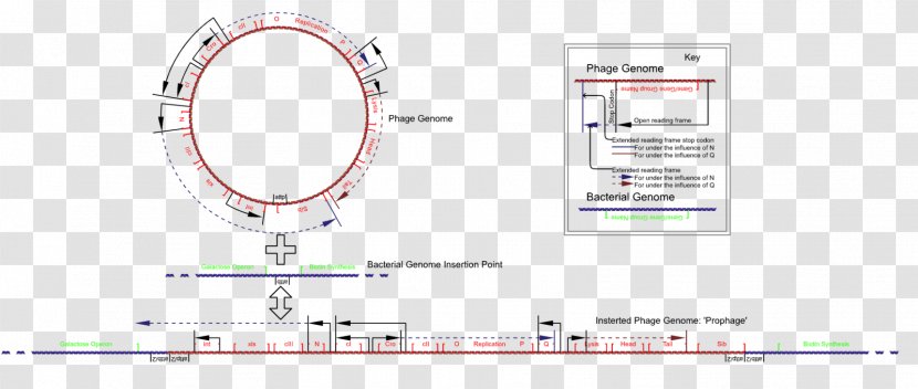 Lambda Phage Bacteriophage E. Coli Genome - M13 - Picornavirus Transparent PNG