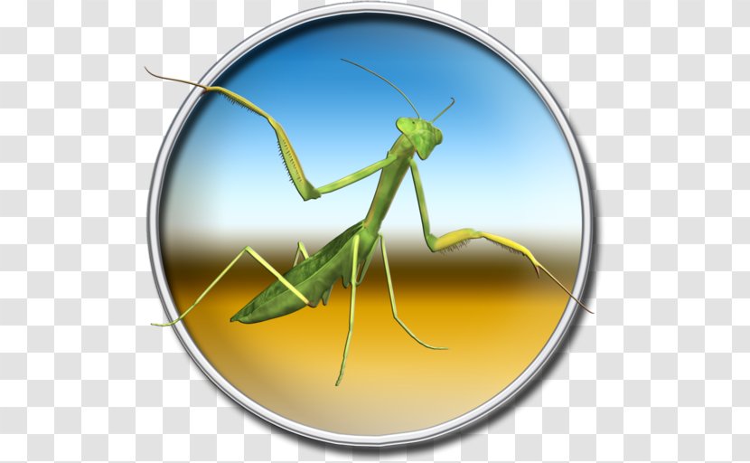 Mantis Locust Pest Transparent PNG