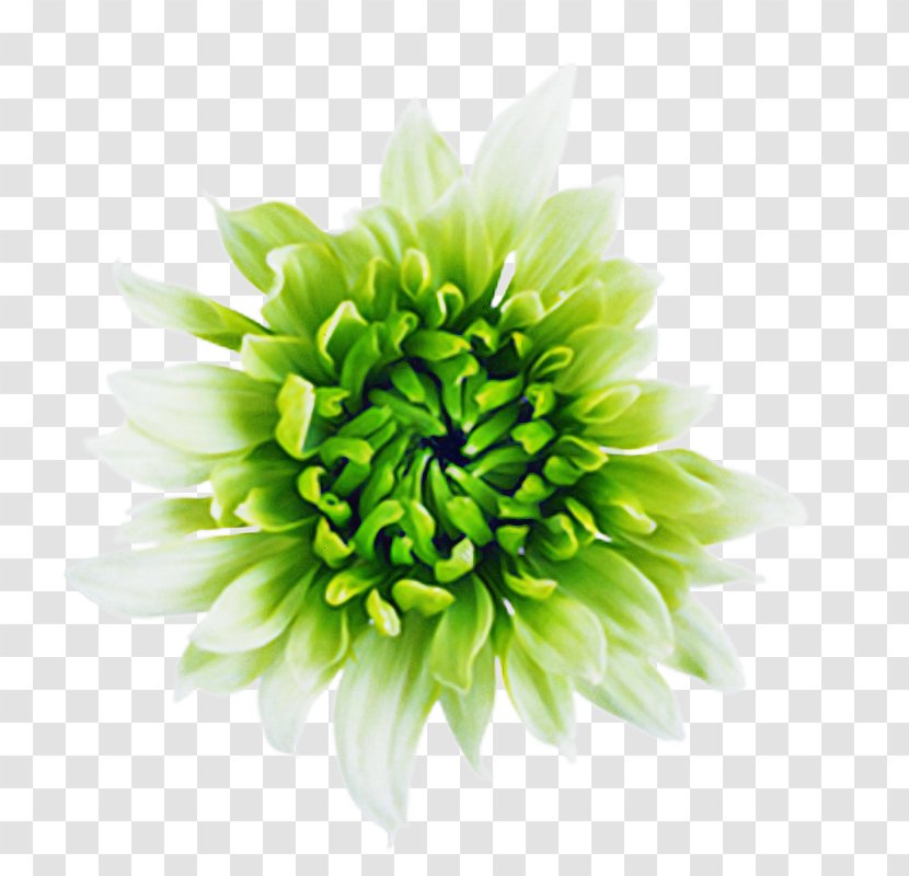 Flowers Background - Sunflower - Zinnia Artificial Flower Transparent PNG
