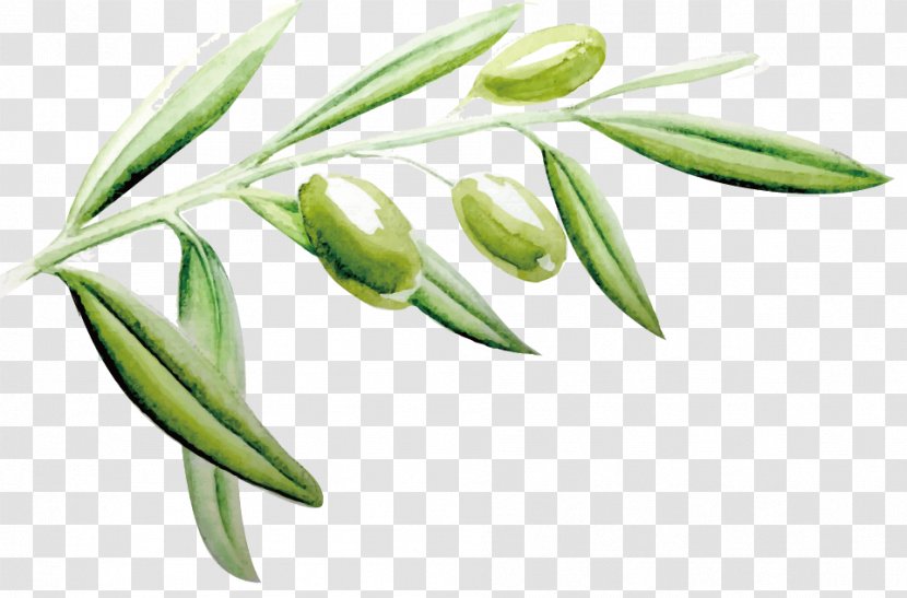 Vector Painted Olive Leaf - Watercolor Painting - Flower Transparent PNG