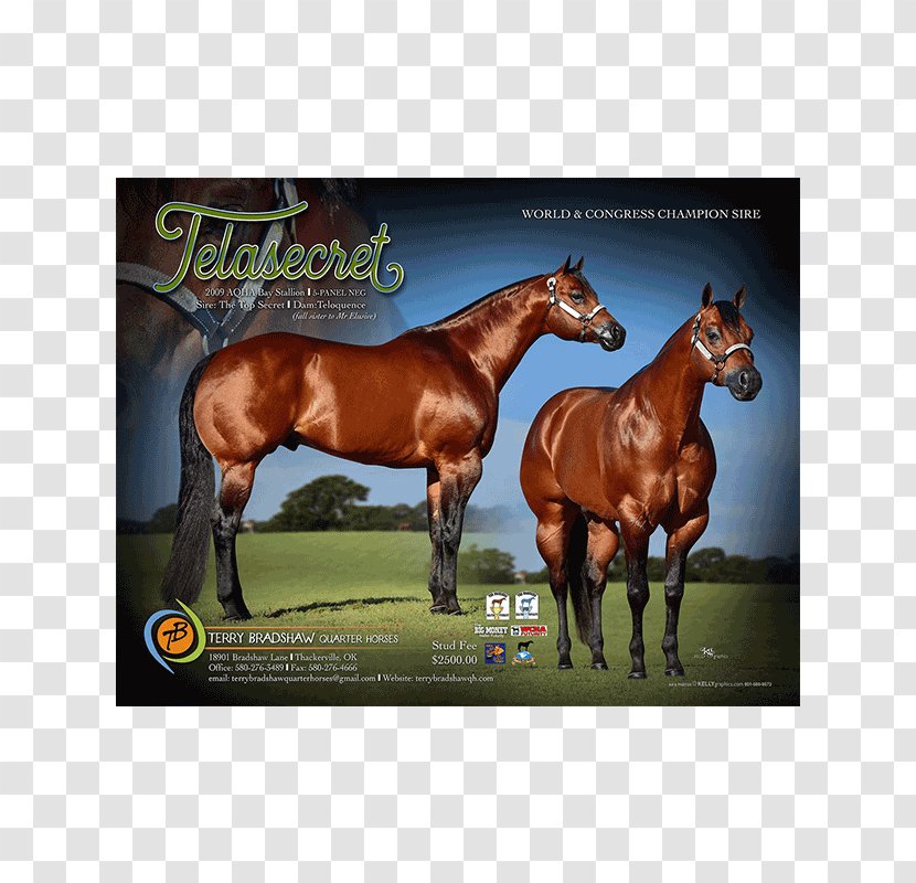 Stallion American Quarter Horse Mustang Mare Colt - Cutting Transparent PNG
