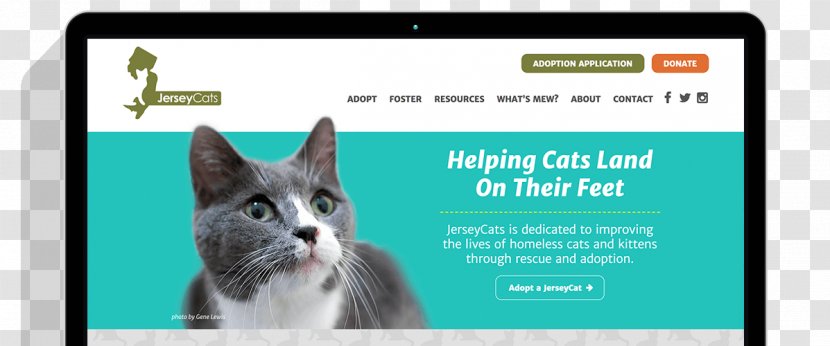 .org Whiskers Kitten Web Design .com - Fauna - User Experience Fantastic Website Designing Servic Transparent PNG