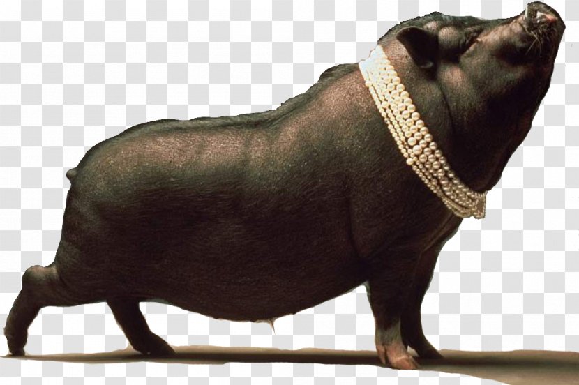 Black Iberian Pig Dream Ritual - Cerdo Transparent PNG