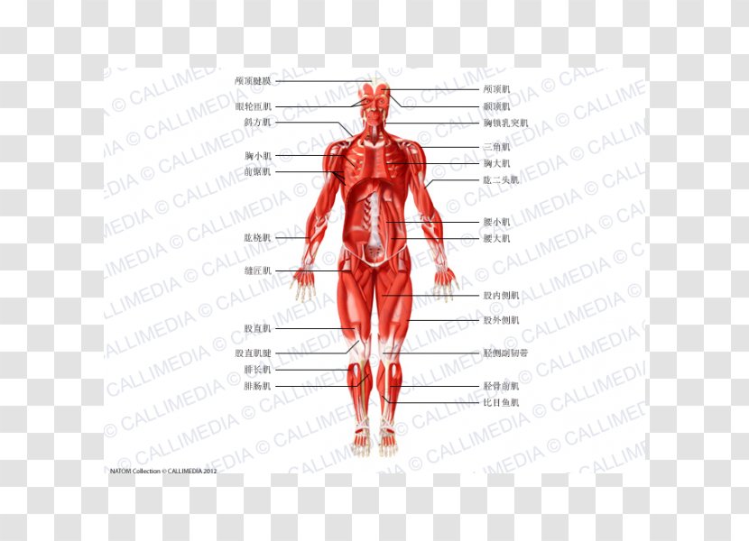 Muscle Homo Sapiens Anatomie Physiologie Human Anatomy Body - Flower - Silhouette Transparent PNG