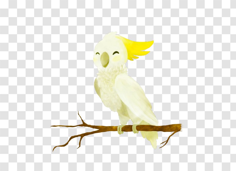 Owl Feather Beak Parakeet Pet - Sulphur Crested Cockatoo Transparent PNG