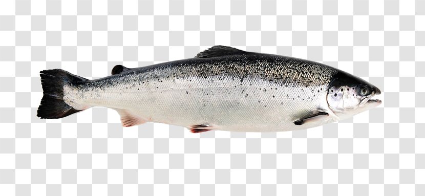 Norwegian Cuisine Norway Salmon As Food Atlantic - Old Fishing Nets Transparent PNG