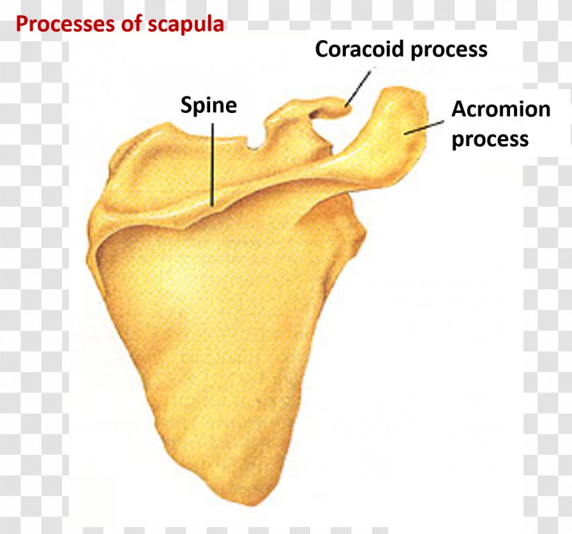 Joint Scapula Organism - Bone Transparent PNG