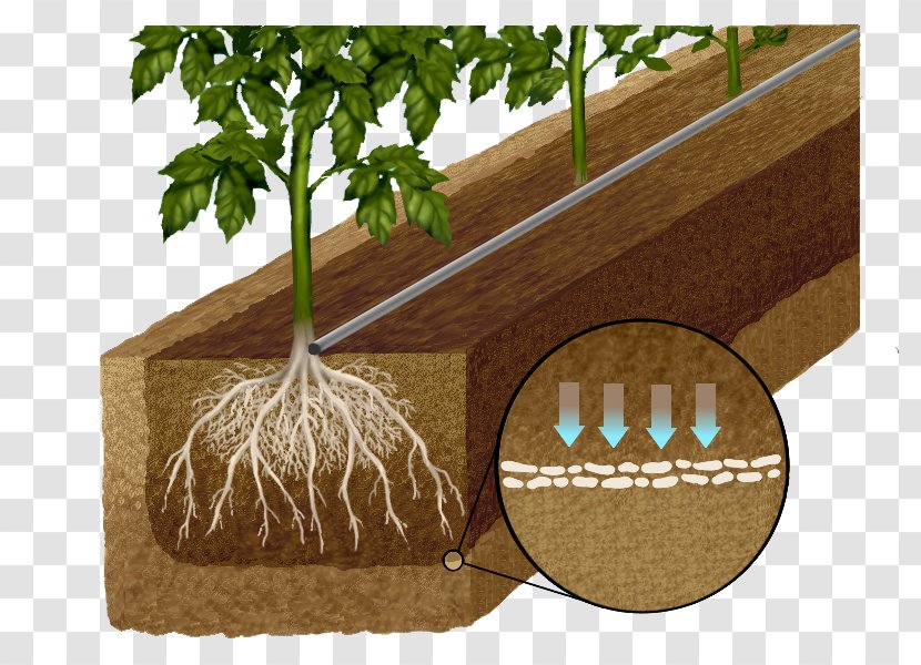 Drip Irrigation Soil Crop Water Agriculture - Wood - Ly Nước Transparent PNG
