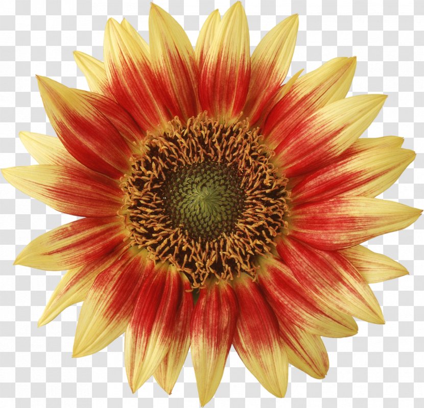Photography Chrysanthemum - Sunflower Transparent PNG