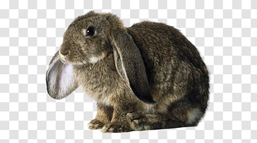 Domestic Rabbit Holland Lop Basset Hound German - Leporids Transparent PNG