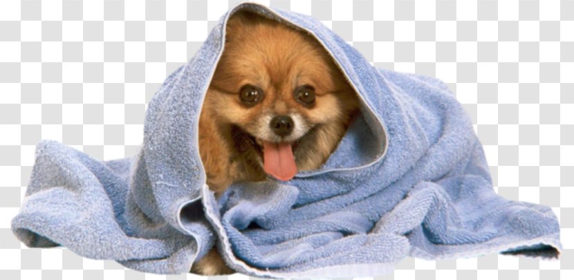 Pomeranian Poodle Puppy Towel Dog Grooming Transparent PNG