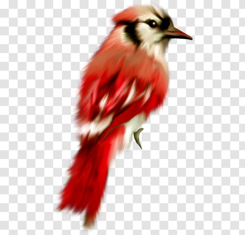 Bird Parrot Cygnini Oiseaux Tropicaux Drawing - Tail Transparent PNG