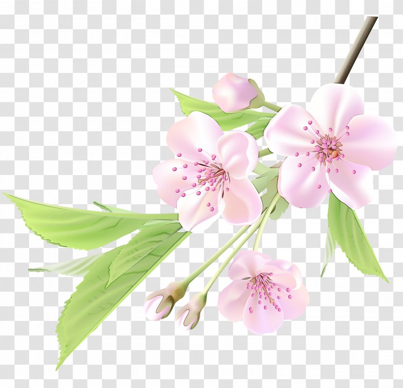 Cherry Blossom Cerasus Cherries Image - Watercolor Painting - Botany Transparent PNG