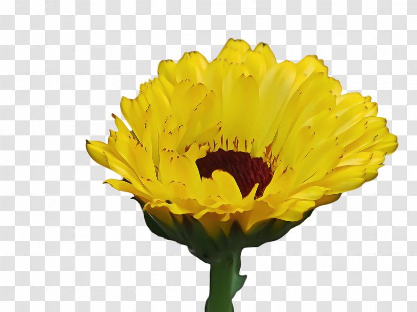 Blossom Background - Yellow - Chrysanths Daisy Family Transparent PNG