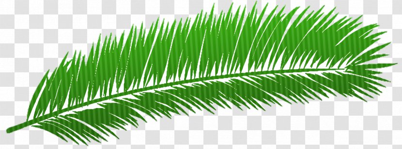 Palm Oil Tree - Flower - Cycad Vascular Plant Transparent PNG