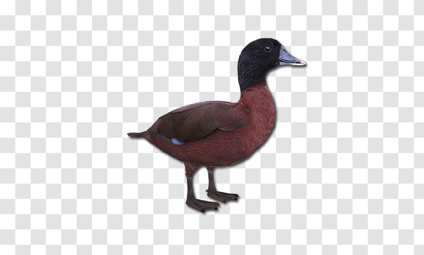 Mallard Goose Duck Fauna Feather - Water Bird Transparent PNG