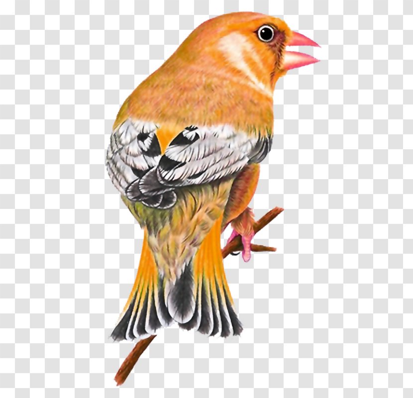 Bird - Finch - Fauna Transparent PNG