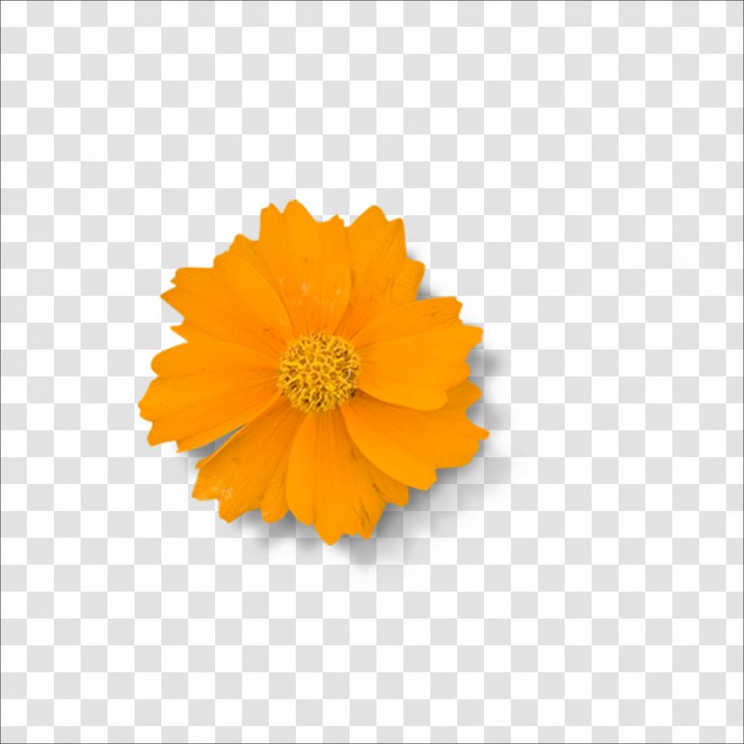 Yellow Chrysanthemum Flower Transparent PNG