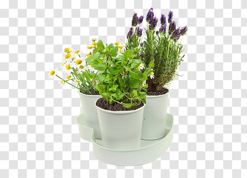 English Lavender Herb Plants Peppermint Garden - Fines Herbes - Afternoon Tea Time Transparent PNG