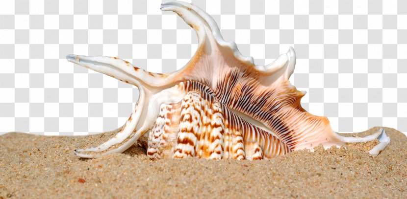 Seashell Shell Beach Sand Mollusc - Sunset Transparent PNG