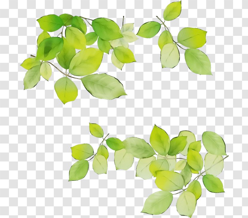 Autumn Tree Branch - Houseplant Flowering Plant Transparent PNG