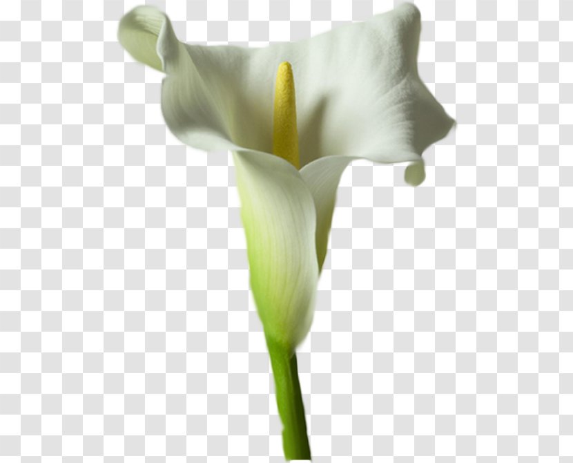 Arum Lilies Arum-lily Flower Lilium Tulip - Lily Transparent PNG