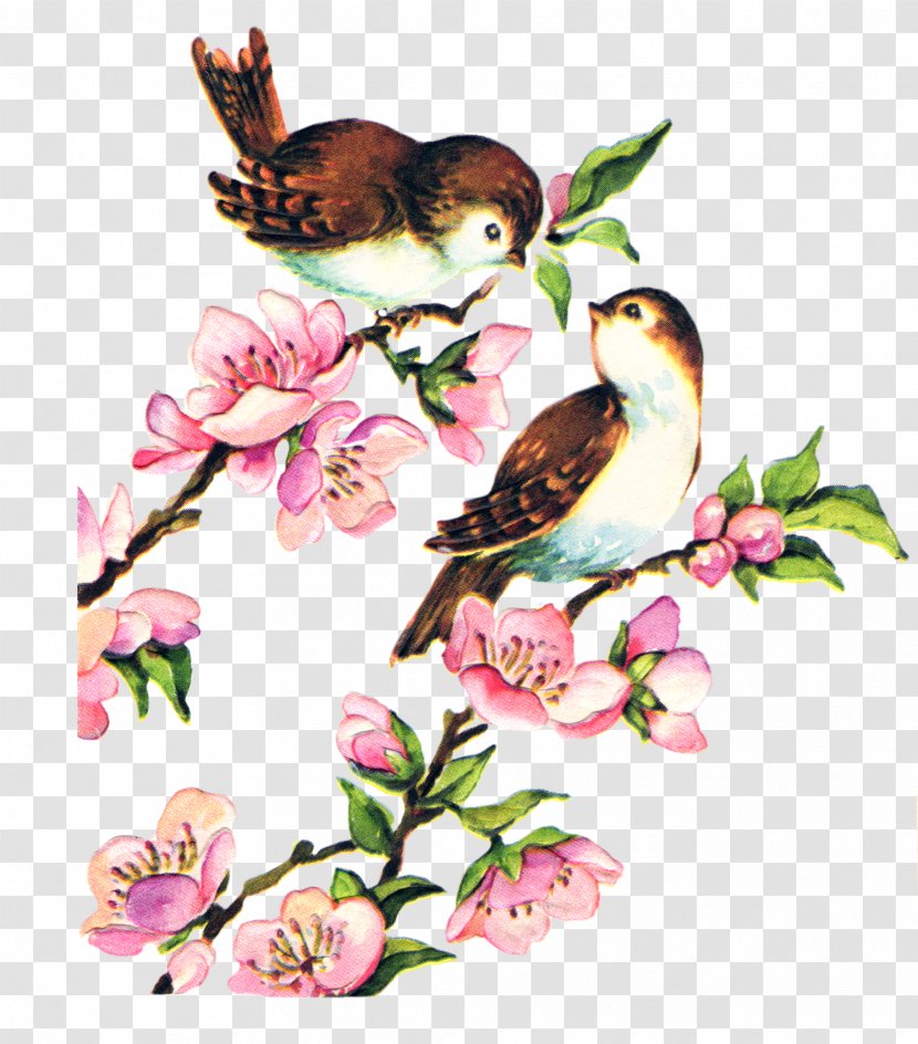 Bird YouTube Clip Art - Flora - Watercolor Transparent PNG