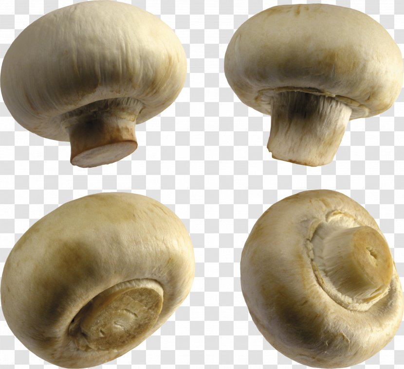 Common Mushroom Fungus Clip Art - Agaricomycetes Transparent PNG