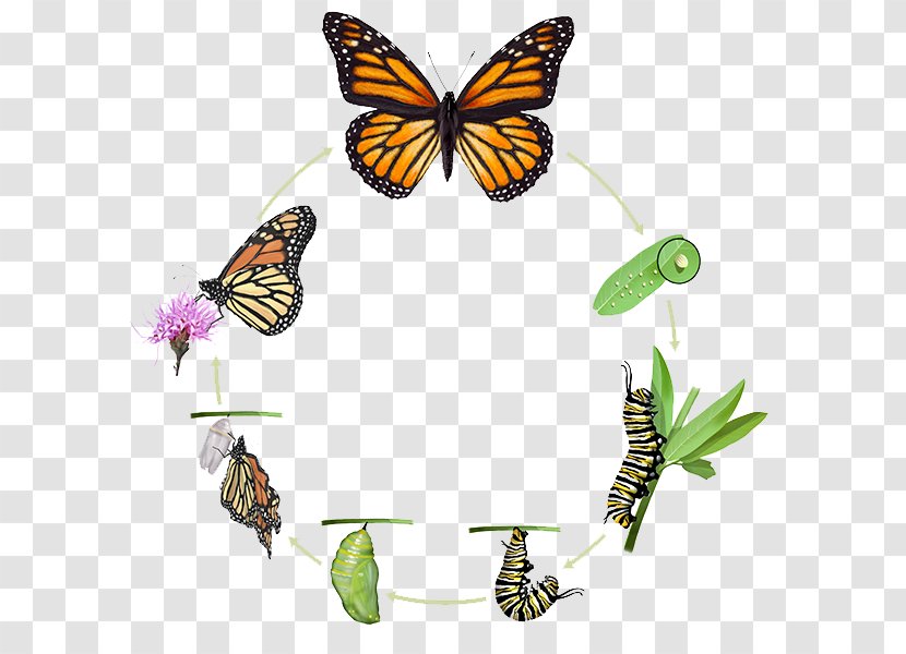 Monarch Butterfly Insect Biological Life Cycle Pupa - Wing Transparent PNG