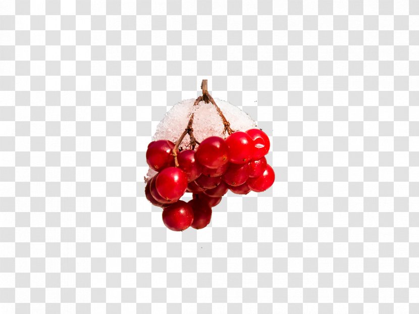 Cranberry Cherry Body Piercing Jewellery Auglis - Red - Snow Berry Transparent PNG
