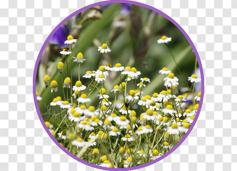 Tea Plant Roman Chamomile Flower - Grass Transparent PNG