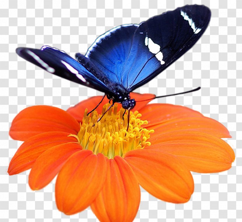 Butterfly Caterpillar Flower Clip Art - Orange Daisy Flowers Transparent PNG