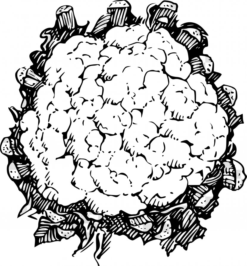 Cauliflower Line Art Vegetable Clip - Public Domain Transparent PNG