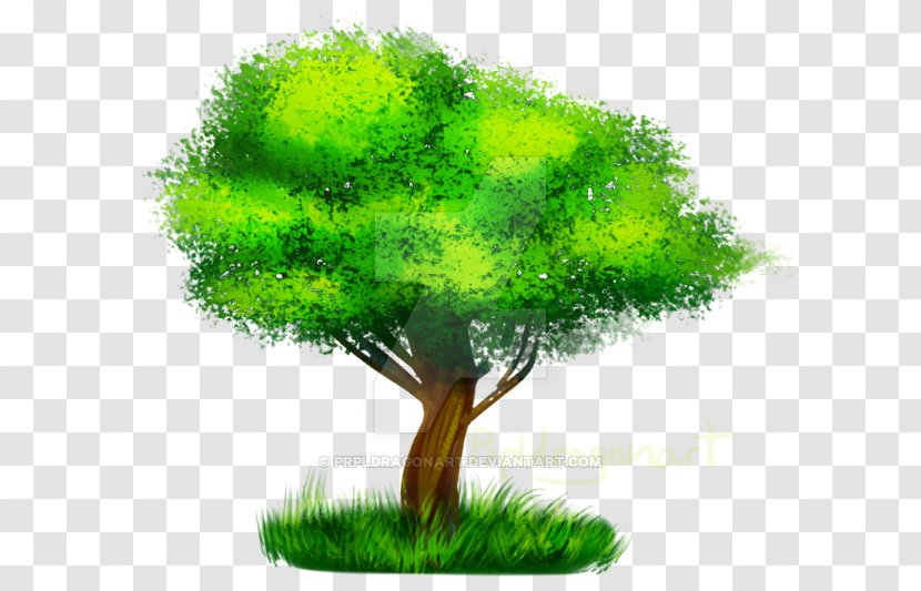 Tree - Organism Transparent PNG