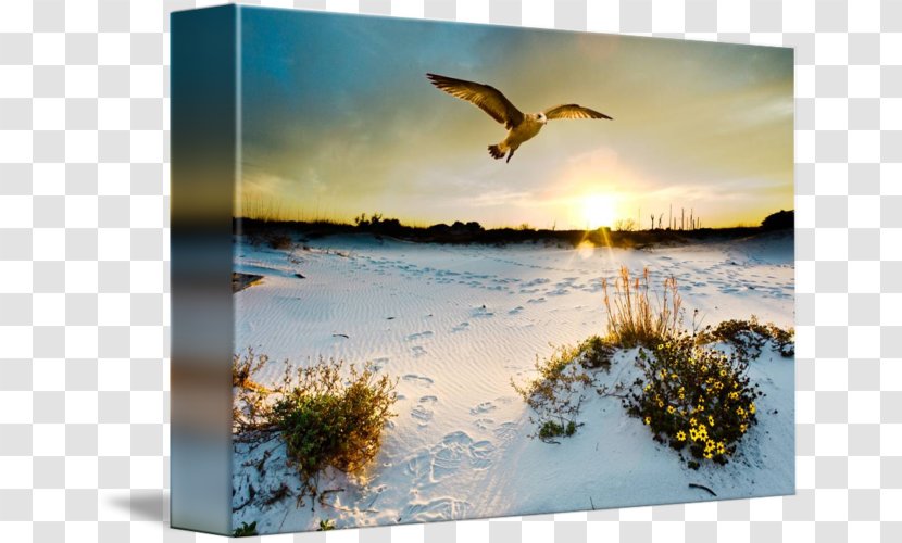 Gallery Wrap Seabird Canvas Art - Water Bird - Sea Sun Transparent PNG