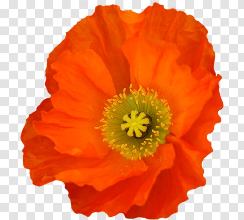 Poppy Clip Art - California Transparent PNG